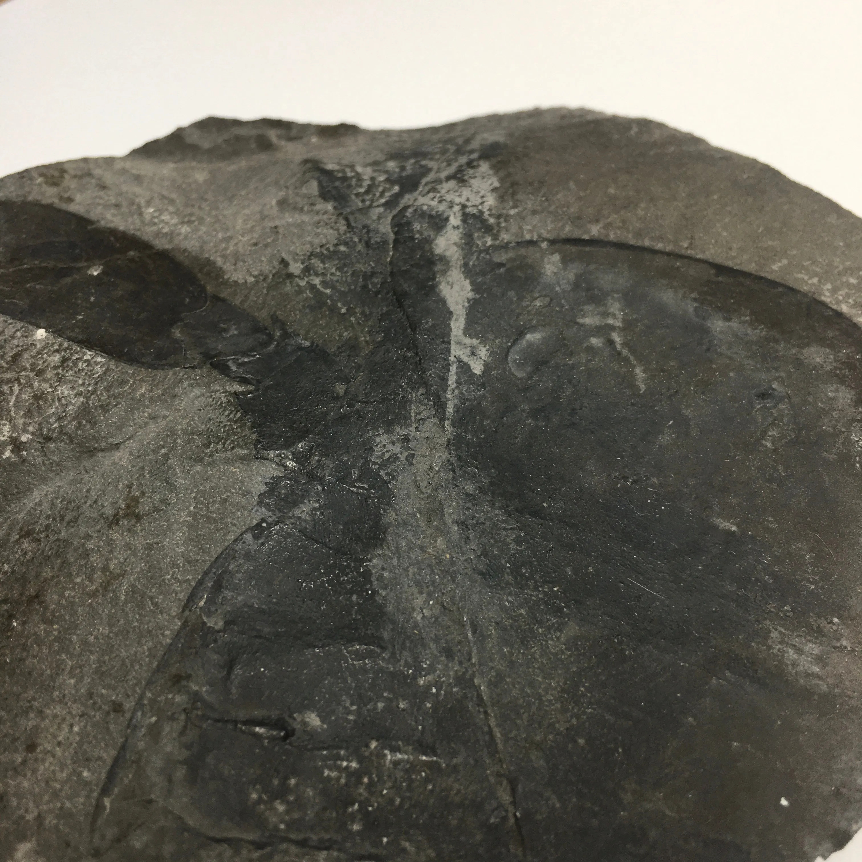 Eurypterus remipes - New York State Fossil