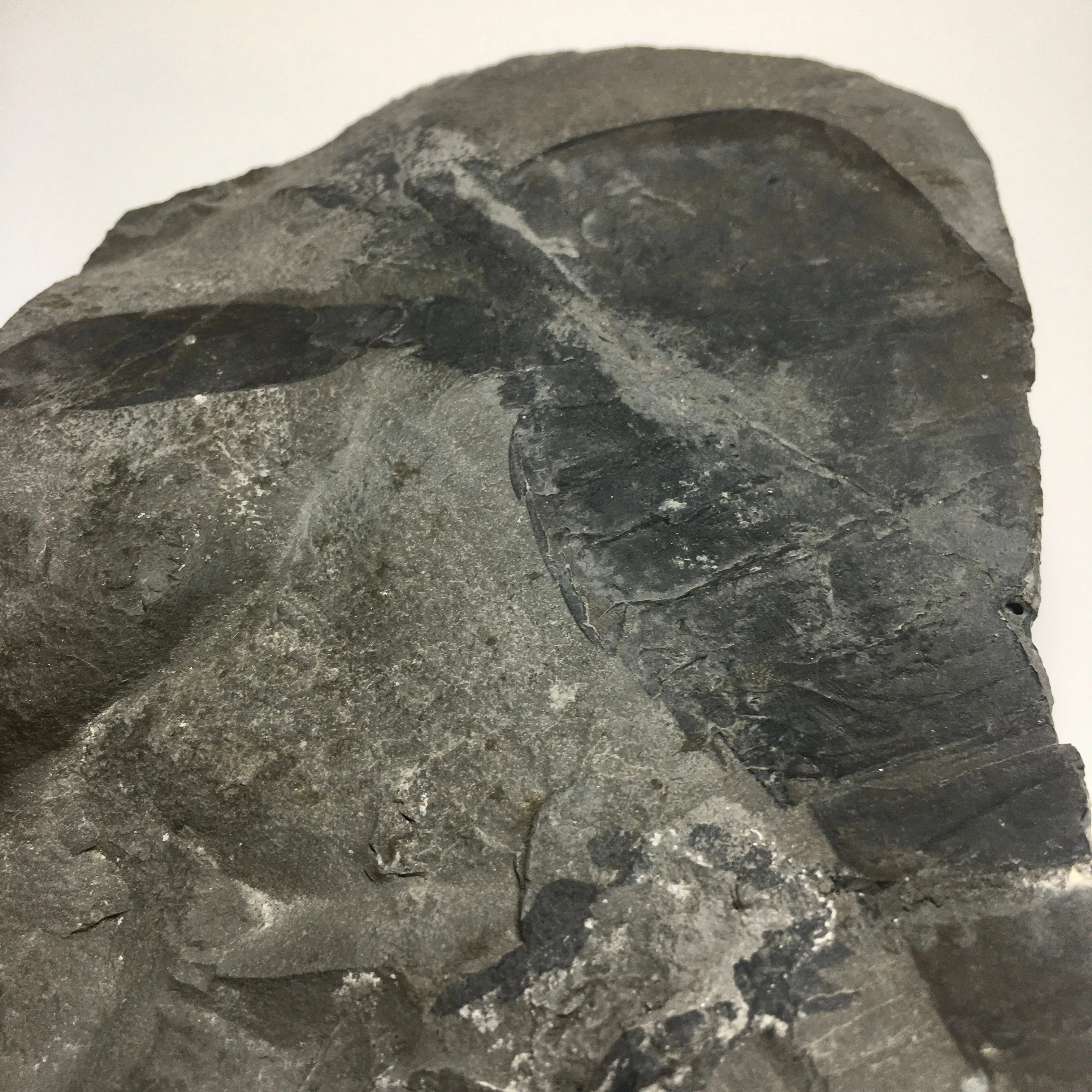 Eurypterus remipes - New York State Fossil